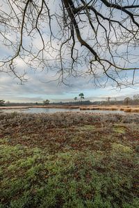 Overasseltse en Hatertse Vennen van Moetwil en van Dijk - Fotografie