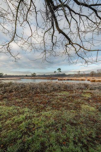 Overasseltse en Hatertse Vennen