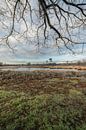 Overasselt and Hatertse Vennen by Moetwil en van Dijk - Fotografie thumbnail