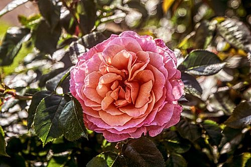 Tea rose