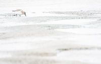Drieteenstrandloper op Texel van Danny Slijfer Natuurfotografie thumbnail