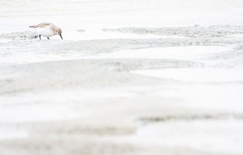 Drieteenstrandloper op Texel