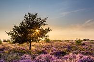 Landschap bloeiende heide bij zonsondergang van Hilda Weges thumbnail