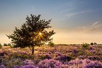 Landschaft blühenden Heidekraut bei Sonnenuntergang