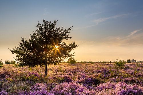Landscape blooming heather at sunset