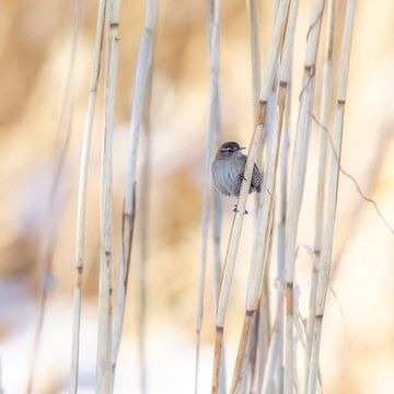 little guest in the reeds by Daniela Beyer