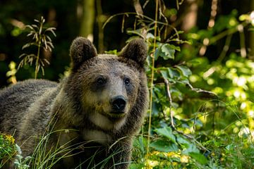 Portret van een bruine beer van Roland Brack