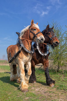 Trekpaarden voorjaarswerkzaamheden