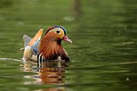 canard mandarin par Rando Kromkamp Aperçu