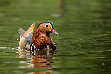 canard mandarin sur Rando Kromkamp