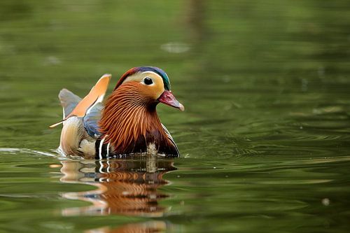 mandarijn eend