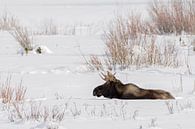 Elch ( Alces alces ), junger Elchbulle im Winter, ruht in natürlicher Umgebung im Schnee, Yellowston von wunderbare Erde Miniaturansicht