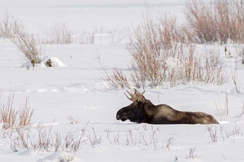 Elch ( Alces alces ), junger Elchbulle im Winter, ruht in natürlicher Umgebung im Schnee, Yellowston von wunderbare Erde
