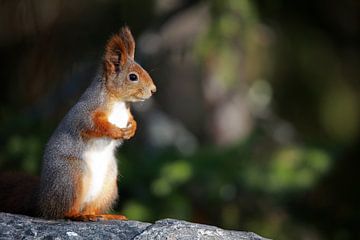 Eurasisches Eichhörnchen von Jana Behr