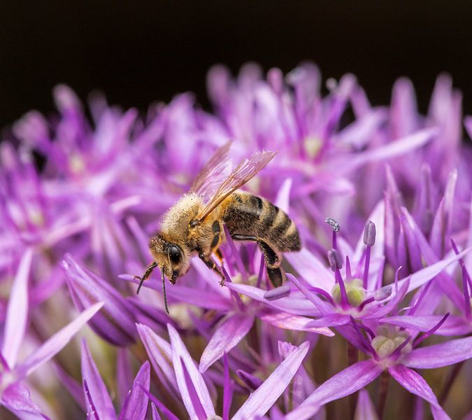 Bee on the blossom of an ornamental garlic flower by ManfredFotos