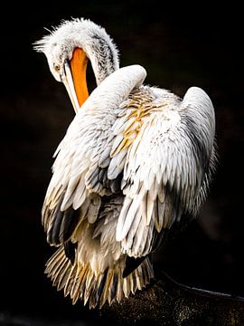 Pélican sur Scholtes Fotografie