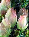 Florale Spielerei A Lotus Blühte  von Gertrud Scheffler Miniaturansicht