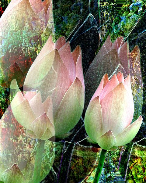 Florale Spielerei A Lotus Blühte  von Gertrud Scheffler
