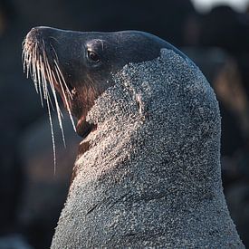 Galapagos sea lion male by Daniël Schonewille