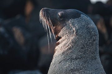 Galapagos zeeleeuw mannetje van Daniël Schonewille