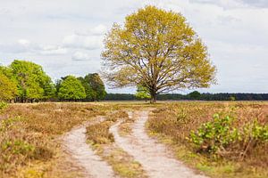 Baum im Bereich Maashorst