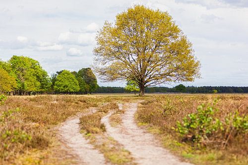 Tree in the Maashorst area