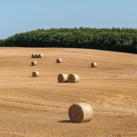 Gemaaid maïsveld met grote ronde hooibalen in groepen van Harry Adam