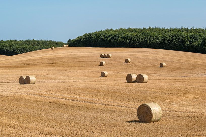 Mowed cornfield with big round hay bales in groups by Harry Adam