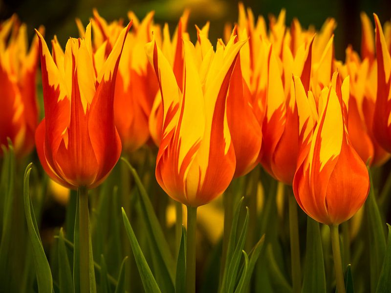 Feurige Tulpen von Martijn Tilroe