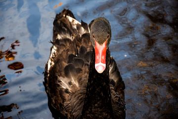 Zwarte zwaan op het water van Corine Frelink
