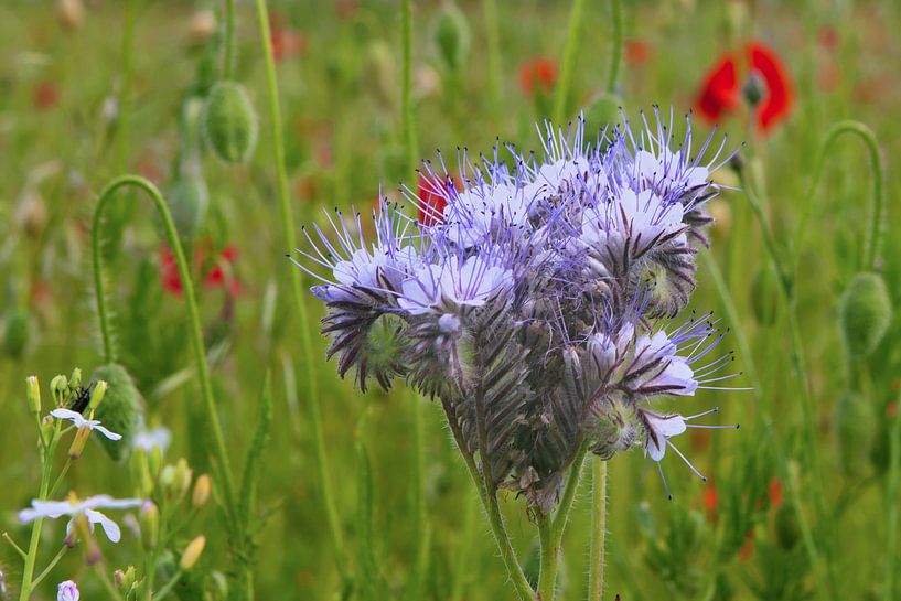 Frühlingswiese von t.ART