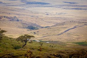 Le Serengeti