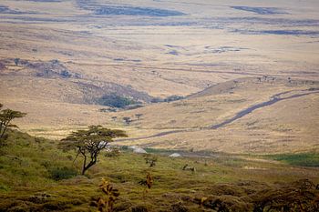 The Serengeti
