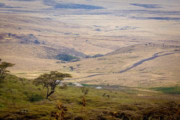 Die Serengeti von Julian Buijzen