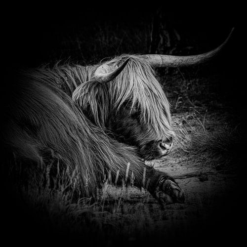 Schotse Hooglander in Rust 1. Zwart-wit.