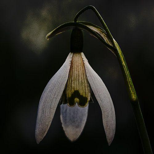 snowdrop