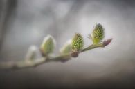 Spring von Paul Roelofs Fotografie Miniaturansicht