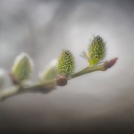 Spring von Paul Roelofs Fotografie