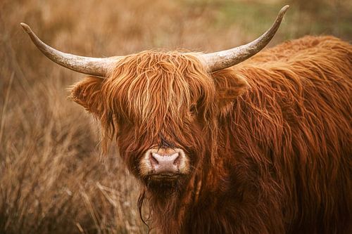 grand géant sympathique