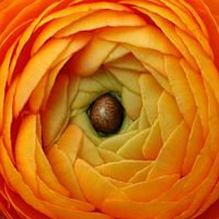 Oranje boven