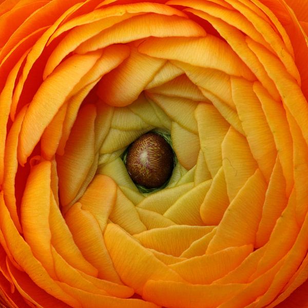 Oranje boven par Marco Weening