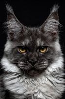 Nahaufnahme des Kopfes einer schwarzen Maine Coon Katze