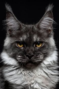 Close-up head of a black Maine Coon cat