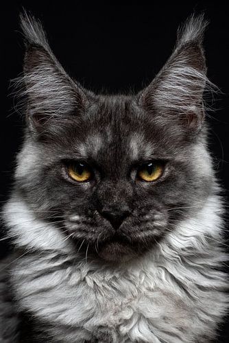 Nahaufnahme des Kopfes einer schwarzen Maine Coon Katze