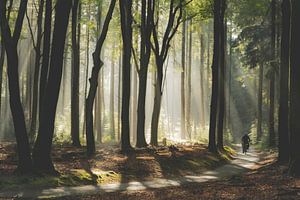 "Faire du vélo dans le magique Speulderbos"