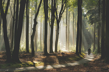 "Faire du vélo dans le magique Speulderbos"