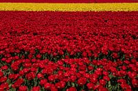 Tulip fields