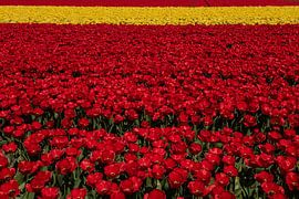 Tulpen Velden von Erika Gallegos