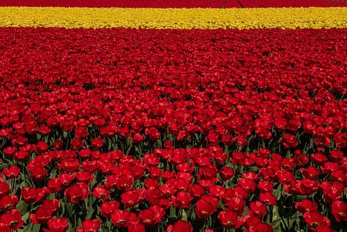 Tulip fields