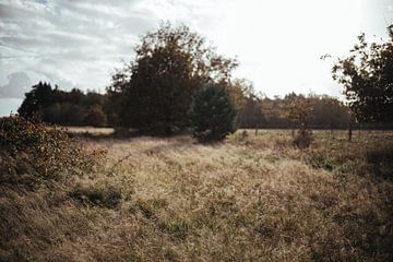 Dromerig grasveld Loonse en Drunense Duinen - natuurfotografie print van Laurie Karine van Dam